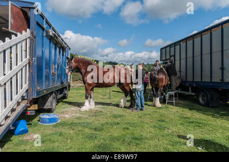 Shire Horse ou lourds chevaux au nord du Pays de Galles montrent Eglwysbach Banque D'Images