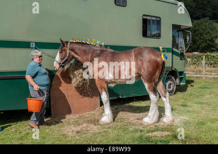 Shire Horse ou lourds chevaux au nord du Pays de Galles montrent Eglwysbach Banque D'Images
