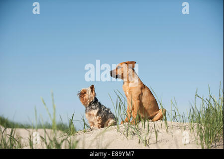 Un Caniche et un chiot de race mixte assis sur une dune à la plage, Schleswig-Holstein, Allemagne Banque D'Images