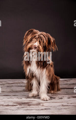 Assis brown mixed-breed dog Banque D'Images