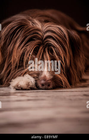 Lying brown mixed-breed dog Banque D'Images