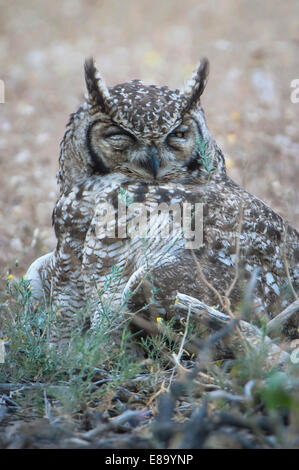 (Bubo lacteus tacheté africanus), Kgalagadi Transfrontier Park, Northern Cape, Afrique du Sud Banque D'Images