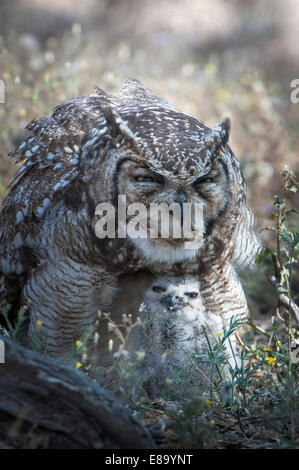 (Bubo lacteus tacheté africanus) avec chick, Kgalagadi Transfrontier Park, Northern Cape, Afrique du Sud Banque D'Images