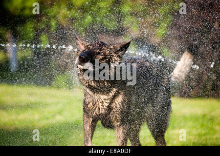 Berger Allemand humide secouer l'eau, l'Autriche Banque D'Images