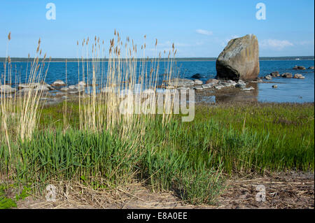 Côte près de Käsmu, parc national de Lahemaa, Estonie Banque D'Images