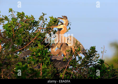 Grand Héron (Ardea herodias), les jeunes au nid, Venise Rookery, Florida, USA Banque D'Images