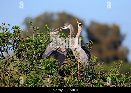 Grand Héron (Ardea herodias) mendicité jeunes au nid, Venise Rookery, Florida, USA Banque D'Images