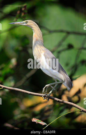 Javan Pond Heron (Ardeola speciosa), adulte, sur la perche, captive, Florida, USA Banque D'Images