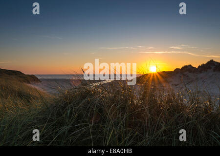 Beach grass (Ammophila arenaria) dans les dunes en face de Henne Mølle Å dans l'estuaire de la mer du Nord au coucher du soleil, Henne Strand Banque D'Images
