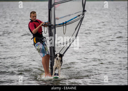 Chien sur la planche à voile Banque D'Images