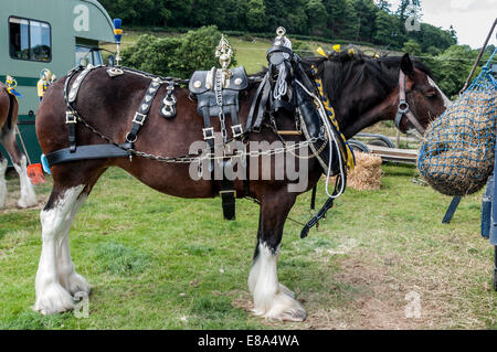 Shire Horse ou lourds chevaux au nord du Pays de Galles montrent Eglwysbach Banque D'Images