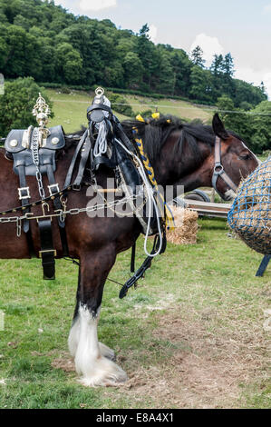 Shire Horse ou lourds chevaux au nord du Pays de Galles montrent Eglwysbach Banque D'Images