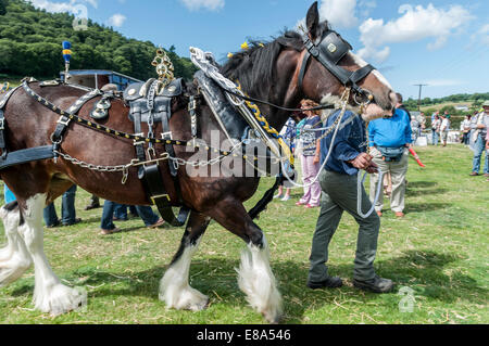 Shire Horse ou lourds chevaux au nord du Pays de Galles montrent Eglwysbach Banque D'Images