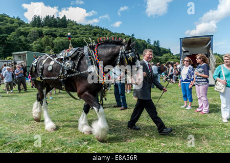 Shire Horse ou lourds chevaux au nord du Pays de Galles montrent Eglwysbach Banque D'Images