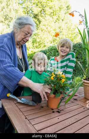 Grand-mère avec ses petits-fils de plantes rempotage Banque D'Images