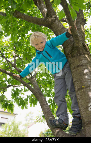 Blonde smiling boy climbing dans cherry tree Banque D'Images