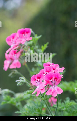 Pelargonium graveolens. Géranium à feuilles parfumées ou Vieux Rose fleurs Banque D'Images