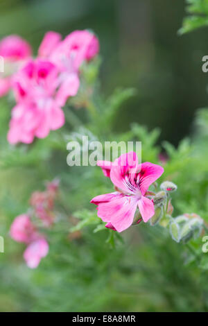 Pelargonium graveolens. Géranium à feuilles parfumées ou Vieux Rose fleurs Banque D'Images