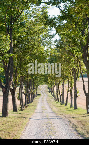 Route de comté bordé d'arbres, Hongrie Banque D'Images