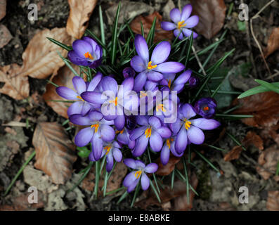 Floraison de Crocus dans un environnement boisé avec perce-neige derrière UK Banque D'Images