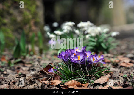 Floraison de Crocus dans un environnement boisé avec perce-neige derrière UK Banque D'Images