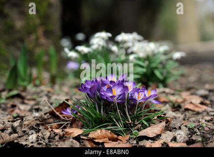 Floraison de Crocus dans un environnement boisé avec perce-neige derrière UK Banque D'Images