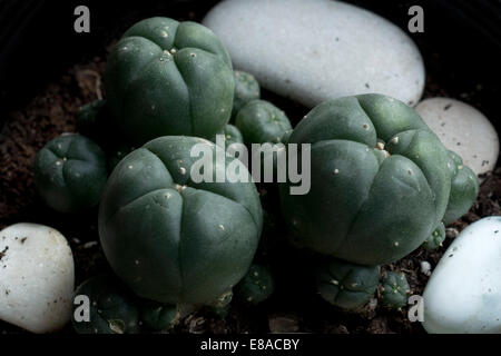 Peyote Cactus Lophophora williamsii. Lophophora wiliamsii peyotl ou est un petit cactus inerme, alcaloïdes psychoactifs avec p Banque D'Images