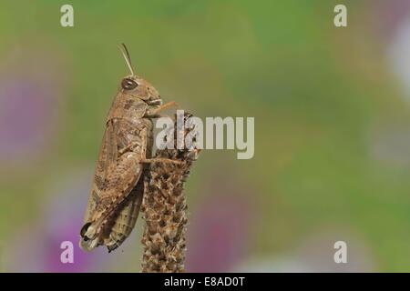 Sauterelle - Criquet italien italien (Calliptamus italicus) en été Banque D'Images