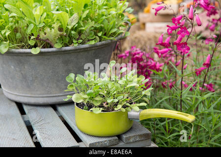 Automne 2014 Malvern RHS montrent diverses cultures salade de plus en plus rare des terres cultivées en conteneurs cresson casserole et mélanger la salade d'hiver Banque D'Images