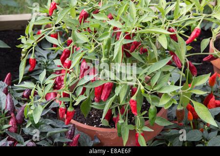 Petit jardin avec piments piments piments piments piments fruits rouges Apache poussant dans un pot de plantes en terre cuite en plein air ou en serre UK Banque D'Images