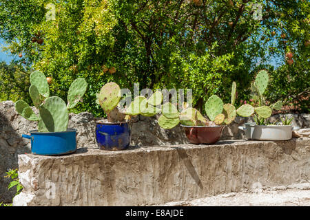 Cactus en pots sur un mur de pierre du village Pitve Pitve (Donje - nouveaux ou moins Blomberg) sur l'île de Hvar, Croatie Banque D'Images