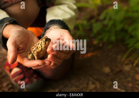 Close up of hands holding un crapaud Banque D'Images