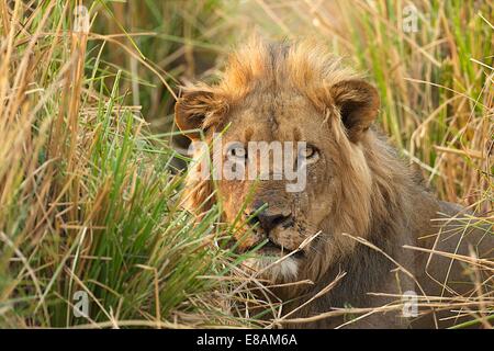 Portrait of male lion (Panthera leo) regarder à partir de l'herbe longue, Mana Pools National Park, Zimbabwe Banque D'Images