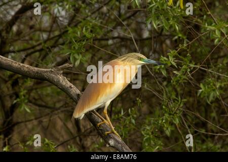 Crabier chevelu (Ardeola ralloides) en été avec un plumage chez beak indiquant l'étape de reproduction Banque D'Images