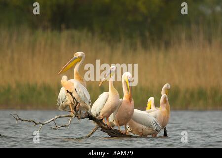 Le pélican blanc (Pelecanus onocrotalus) on log dans l'eau Banque D'Images