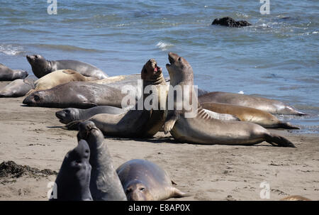 Les lions de mer sur l'Éléphant de beach Californie Comté Montery big sur Banque D'Images