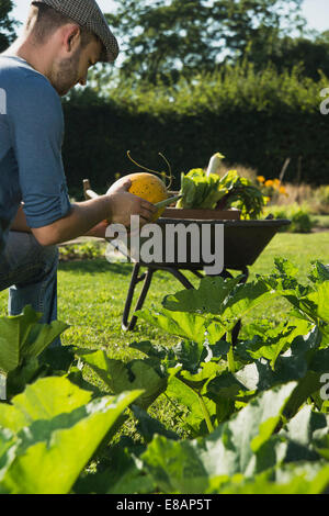 Contrôle de légumes jardinier Banque D'Images