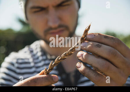 Gardener holding épi de blé Banque D'Images