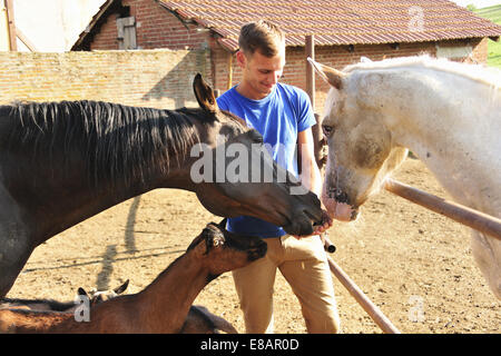 Jeune homme nourrir petit groupe de chevaux et chèvres en enclos Banque D'Images