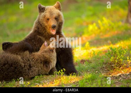 Deux oursons brun jouer combats (Ursus arctos) dans la région de la taïga, Finlande Banque D'Images