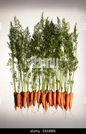 Une rangée de carottes fraîches avec les racines et les feuilles Banque D'Images