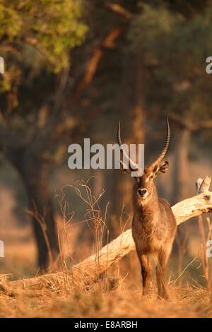 Portrait de l'alerte waterbuck (Kobus ellipsiprymnus bull ), Mana Pools National Park, Zimbabwe Banque D'Images