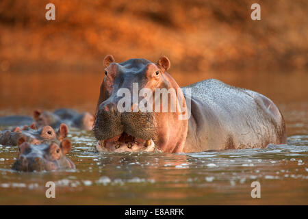 Hippopotame (Hippopotamus amphibius alerte), Mana Pools National Park, Zimbabwe Banque D'Images