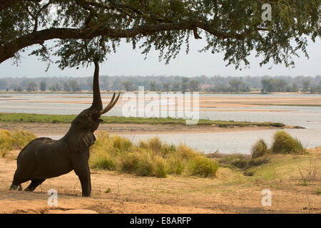 L'éléphant africain (Loxodonta africana) atteignant jusqu'à tree, Mana Pools National Park, Zimbabwe Banque D'Images