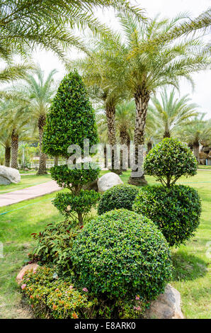 Les arbustes nains et palmier dans le jardin Banque D'Images