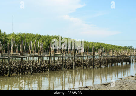 L'ostréiculture dans les zones de mangroves de la Thaïlande. Banque D'Images