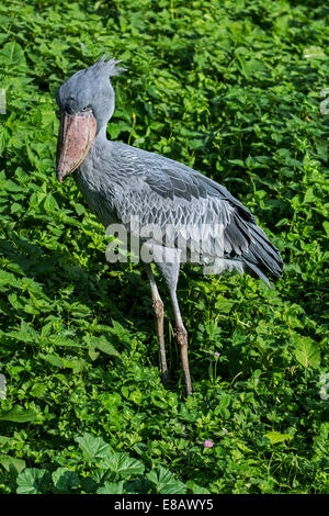 Shoebill / whalehead / shoe-billed stork (Balaeniceps rex) originaire d'Afrique de l'est tropical Banque D'Images