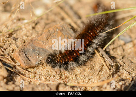 Gros plan extrême de hairy caterpillar rouge-brun. Banque D'Images