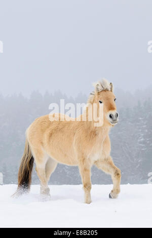 Cheval norvégien dans la neige Banque D'Images