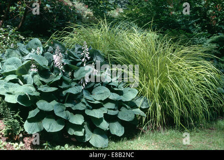 Hosta Sieboldiana Prévision' et Carex elatior 'Aurea' en bordure de jardin Banque D'Images